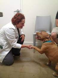 Our pet vets have four hospitals that cover all of san diego county. Bodhi Animal Hospital 175 Photos 672 Reviews Veterinarians 2200 University Ave San Diego Ca Phone Number Yelp