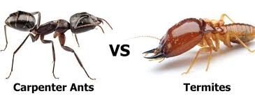 This year we will be celebrating our 57th anniversary of serving the big island. What Is The Difference Between Carpenter Ants And Termites Safeguard Pest Control