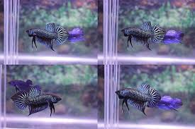 04 Live Betta Usa Wild Betta Green Mahachai Video In Description Betta Fish Betta Tropical Freshwater Fish
