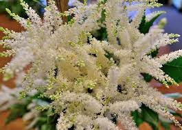 Astilbe White Flower Pictures Champagne Flowers Flowers