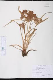 Image result for Cyperus sp.no.8