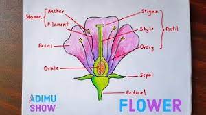 It has compound, broad leaves. How To Draw And Label A Flower Step By Step Tutorial Youtube