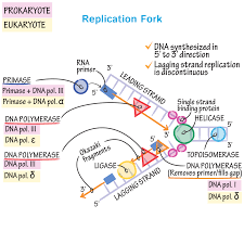 Replication Fork Draw It To Know It Molecular Biology Study Biology Biology