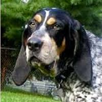 Outreach locations across the metro area also. Bluetick Coonhound Rescue Adoptions