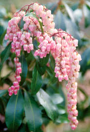 This is a flower that has no equal. Lily Of The Valley Bush Better Homes Gardens