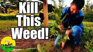 Help How Do I Get Rid Of Milkweed Youtube