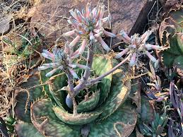 Image result for Aloe pienaarii