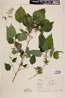 Image result for Laportea aestuans