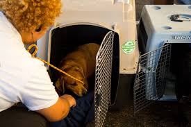 She is housed at halo animal rescue. Halo Animal Rescue Takes In Dogs From Mexico