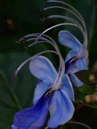 Image result for Rotheca aurantiaca