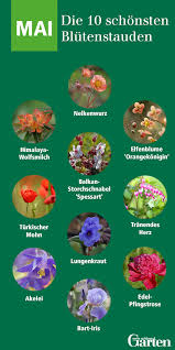 Die 10 Schonsten Blutenstauden Im Mai Gartenblumen Garten Pflanzen Tulpen Garten