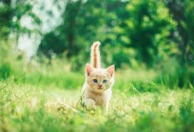 By giving them the right vaccinations at the right time. Everything You Need To Know About Cat Vaccinations Barkly Pets