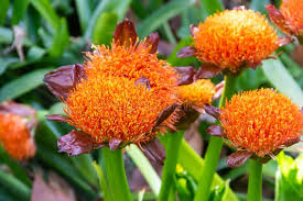 Image result for Scadoxus puniceus