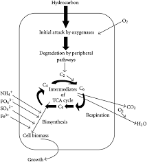 Refineries and blending facilities combine various gasoline blending components and fuel ethanol to produce the finished motor gasoline that is sold for use in the united states. Advances In Research On Petroleum Biodegradability In Soil Environmental Science Processes Impacts Rsc Publishing