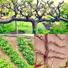 Espalier fruit trees in a small yard are a great space saving idea if you have a shortage of fruit trees in your home garden and very easy to care for. Espalier Fruit Trees One Green World