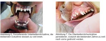Die milchzähne ihres welpen bleiben bei einem schlechten zahnwechsel an ihrem platz. Gebiss Und Zahne Im Wachstum Eines Welpen Tussangana Ridgebacks