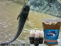 Essen Katilayu Original Kombinasi Umpan Serbuk Ikan Lele Essen Ikan Ikan Air Tawar