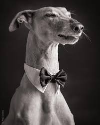 Black And White Greyhound Dog Pin On Greyt Photos 2 Paul Croes