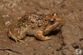 Image result for Cadaba natalensis