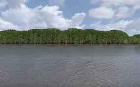 Do you like to fish, hunt, golf, boat, drink wine? Fishing Lake Bistineau In La Map Fish Species Lake Info