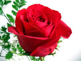 Red Rose Day The Daily Grid Rose Flower Wallpaper Red Roses Rose
