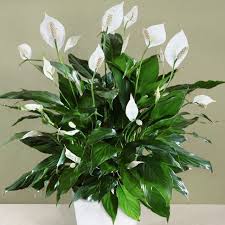 Low maintenance outdoor flowering plants philippines. 10 Houseplants Perfect For Lazy People
