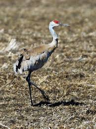 We did not find results for: This Is What A Sandhill Crane Sounds Like