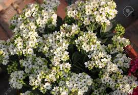 Find here details of companies selling succulent plant, for your purchase requirements. Kalanchoe Blossfeldiana White Ornamental Potted Plant With Succulent Stock Photo Picture And Royalty Free Image Image 50171044