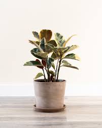 Ficus Elastica Tineke Indian Rubber Plant Plantvine