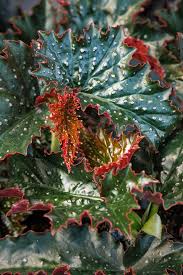 Image result for Montinia