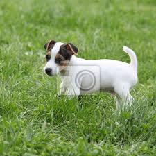 He is the pick of the litter, a. Adorable Jack Russell Terrier Welpen Fototapete Fototapeten Jack Russel Terrier Wachsam Hunde Myloview De