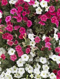 Große auswahl an petunia petunia. Different Types Of Petunias Learn About The Varieties Of Petunias