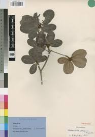 Image result for Vitellariopsis