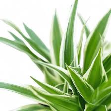 Image result for Chlorophytum comosum