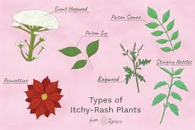 While that's great, these same properties are found in so many other plant products and foods. Identify And Avoid Itchy Rash Plants