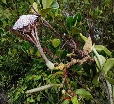 Image result for Ceropegia arenarioides