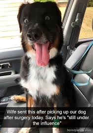 33 Funny And Sweet Animal Pictures For Your Week Funnyanimals Funnypics Funnycats Funnydogs Funnyanimalpics Dog Snapchats Funny Animals Cute Animals