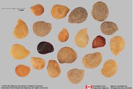 Image result for Solanum memphiticum