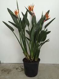 Bird Of Paradise Plant In Pot Outside Strelitzia 35 Cm Pot Flowering Season Started Birdofparadise Plants Outdoor Flower Planters Flower Planters Plants