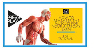 Check spelling or type a new query. How To Remember The Muscles For Your Anatomy Exam Youtube