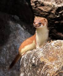 Weasel Cute Animals Animals Beautiful Animals Wild