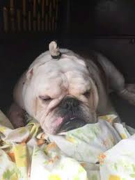 Think Its Long Enough For A Man Bun Yet Funny Animal Pictures Funny Animals Bones Funny