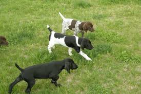 German Shorthair Pointer Puppies For Sale Pointer Puppies German Shorthair German Shorthaired Pointer