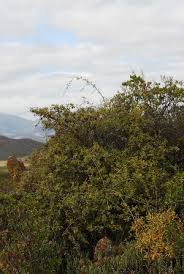 Image result for Searsia tenuinervis