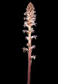 Image result for Orobanche