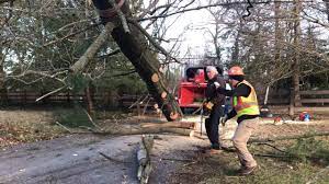 We had a tree removed yesterday. Harlan Tree Service Home Facebook