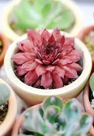 Sempervivum are used in living wreaths, spilling out of clay pots, old tea kettles and even old retired work boots. Sempervivum Red Lion In 2021 Sempervivum Succulents Succulents In Containers