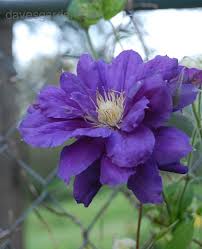 We did not find results for: Plantfiles Pictures Clematis Early Large Flowered Clematis Double Clematis Kiri Te Kanawa Clematis By Pixie62560