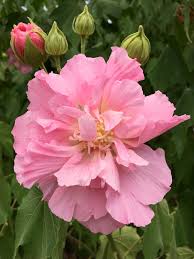 Image result for Hibiscus mutatus
