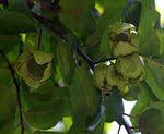 Image result for Diospyros loureiriana